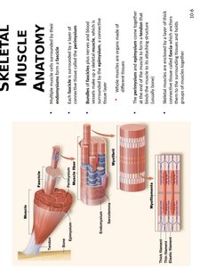 Skeletal muscle anatomy
