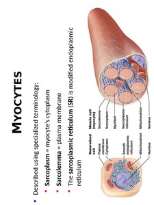 Myocyte terminology