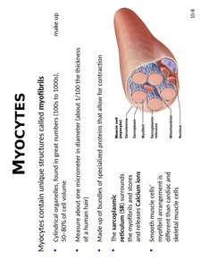 Myofibrils in myocytes