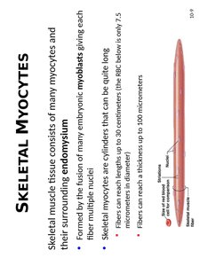 Skeletal myocyte structure
