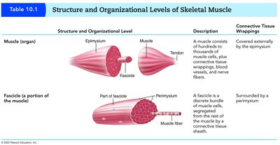 Structure and organizational levels of skeletal muscle: muscle and fascicle