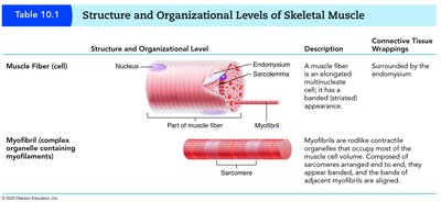 Structure and organizational levels of skeletal muscle: muscle fiber and myofibril