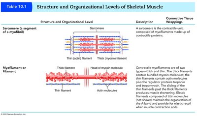 Structure and organizational levels of skeletal muscle: sarcomere and myofilament