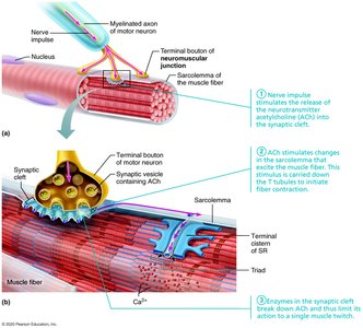 Neuromuscular junction