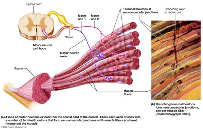 Motor units
