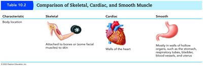 Comparison of muscle types: body location