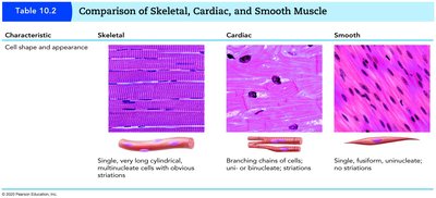 Comparison of muscle types: cell shape and appearance