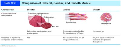 Comparison of muscle types: connective tissue components and myofibrils