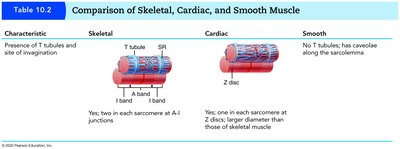 Comparison of muscle types: T tubules and invagination