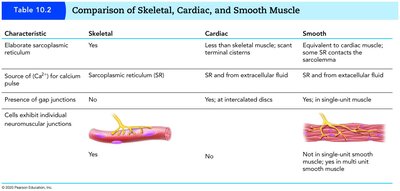 Comparison of muscle types: sarcoplasmic reticulum, calcium source, gap junctions, neuromuscular junctions