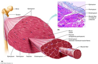 Connective tissue sheaths in skeletal muscle