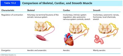 Comparison of muscle types: regulation of contraction and energetics