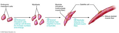Formation of multinucleate skeletal muscle fiber by fusion of myoblasts