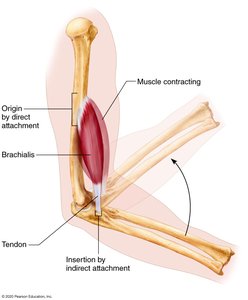 Muscle attachments: origin and insertion
