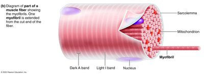 Microscopic anatomy of skeletal muscle fiber