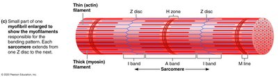 Myofibril structure and sarcomere