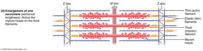Enlargement of sarcomere