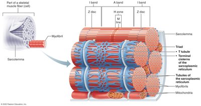 Sarcoplasmic reticulum and T tubules