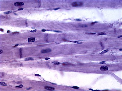 Microscopic view of skeletal muscle fibers