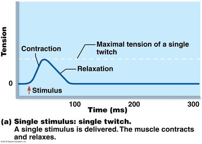 Change in stimulus frequency: wave summation