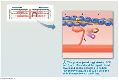 Anaerobic pathway: glycolysis and lactic acid formation