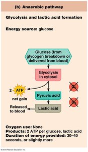 ATP production pathways