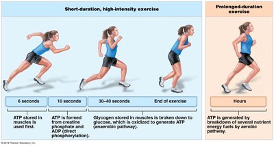 Pathways used during exercise