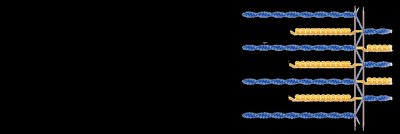 Sarcomeres at resting length