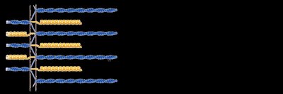 Sarcomeres too stretched