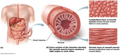 Smooth muscle layers in the intestine