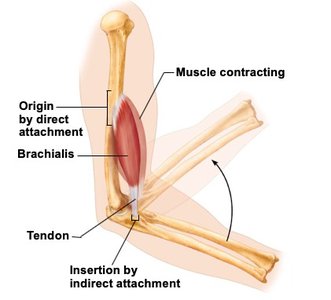 Direct and indirect muscle attachments