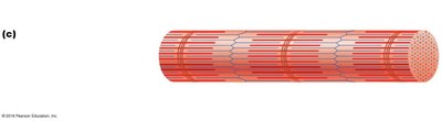 Muscle fiber structure