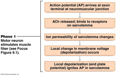 Steps at the neuromuscular junction