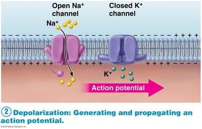 Depolarization: Na+ and K+ channels during action potential