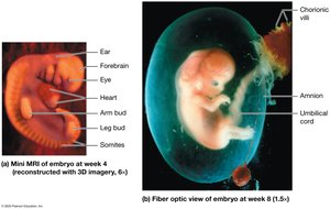 Development during the embryonic period