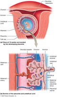 Development and structure of the placenta