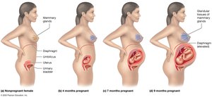 Changes in a woman’s body during pregnancy