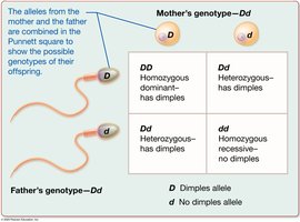 Possible offspring with a dominant recessive trait: dimples