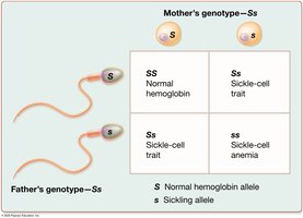 Possible offspring with an incomplete dominant trait: sickle-cell anemia