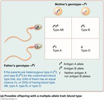 Possible offspring with a multiple-allele trait: blood type