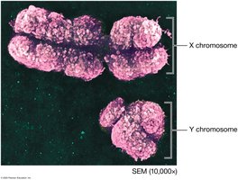 X and Y chromosomes