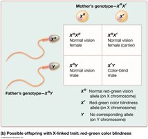 Possible offspring with X-linked trait: red-green color blindness