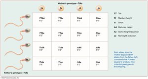 Possible offspring with polygenic inheritance: height