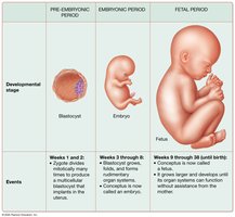Summary of developmental changes during the prenatal period