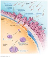 Events leading to fertilization