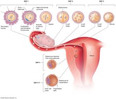 Steps of the pre-embryonic period: fertilization through implantation