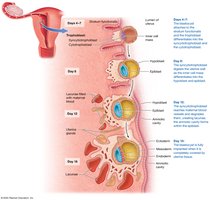 Implantation of the blastocyst in the uterine lining