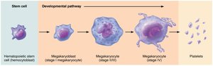 Formation of platelets from megakaryocytes