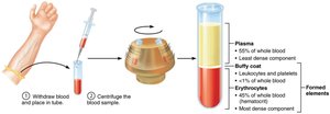 Centrifuged blood sample showing plasma, buffy coat, and erythrocytes