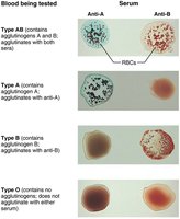 Blood typing of ABO blood types